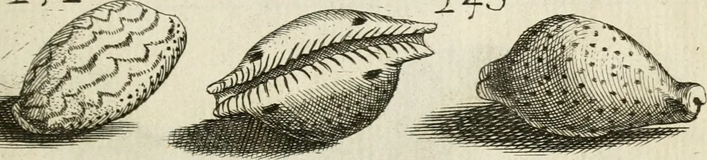 An illustration from Recreatio mentis, et oculi in observatione animalium testaceorum Italico sermone primum proposita ... nunc ... Latine oblata centum additis testaceorum iconibus .., 1684, leaf 477