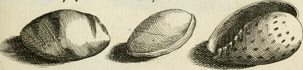 An illustration from Recreatio mentis, et oculi in observatione animalium testaceorum Italico sermone primum proposita ... nunc ... Latine oblata centum additis testaceorum iconibus .., 1684, leaf 477