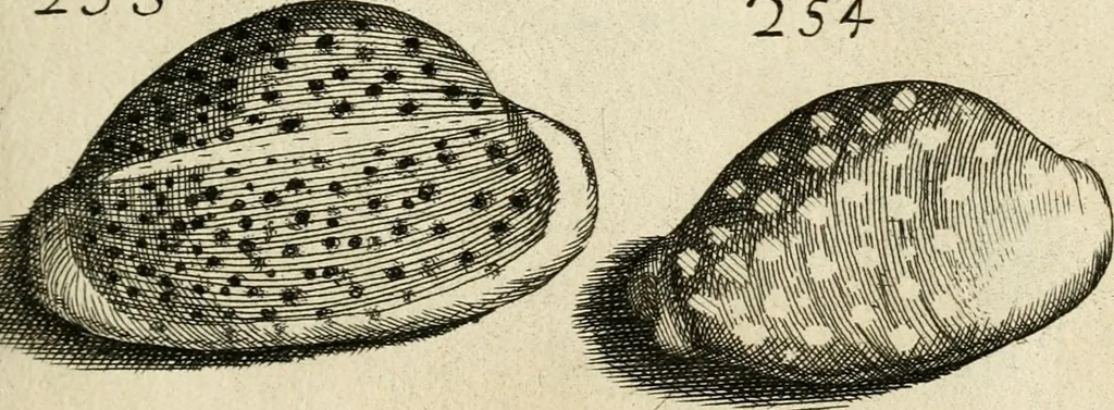 An illustration from Recreatio mentis, et oculi in observatione animalium testaceorum Italico sermone primum proposita ... nunc ... Latine oblata centum additis testaceorum iconibus .., 1684, leaf 479