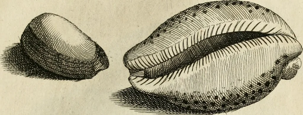 An illustration from Recreatio mentis, et oculi in observatione animalium testaceorum Italico sermone primum proposita ... nunc ... Latine oblata centum additis testaceorum iconibus .., 1684, leaf 481