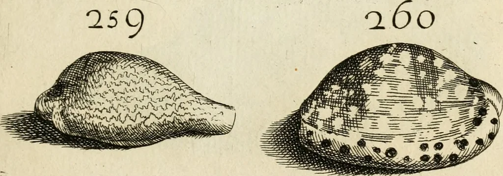 An illustration from Recreatio mentis, et oculi in observatione animalium testaceorum Italico sermone primum proposita ... nunc ... Latine oblata centum additis testaceorum iconibus .., 1684, leaf 481