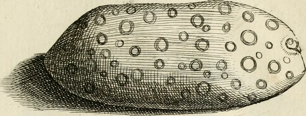 An illustration from Recreatio mentis, et oculi in observatione animalium testaceorum Italico sermone primum proposita ... nunc ... Latine oblata centum additis testaceorum iconibus .., 1684, leaf 485
