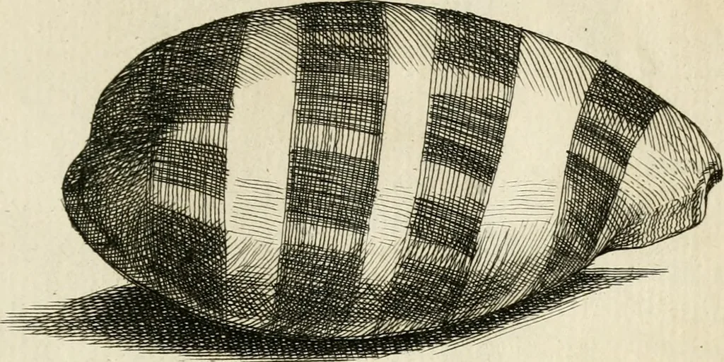 An illustration from Recreatio mentis, et oculi in observatione animalium testaceorum Italico sermone primum proposita ... nunc ... Latine oblata centum additis testaceorum iconibus .., 1684, leaf 487