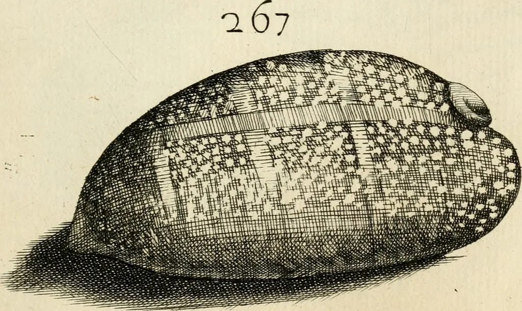 An illustration from Recreatio mentis, et oculi in observatione animalium testaceorum Italico sermone primum proposita ... nunc ... Latine oblata centum additis testaceorum iconibus .., 1684, leaf 487