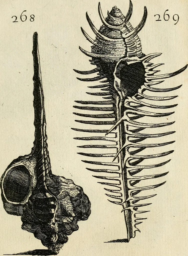 An illustration from Recreatio mentis, et oculi in observatione animalium testaceorum Italico sermone primum proposita ... nunc ... Latine oblata centum additis testaceorum iconibus .., 1684, leaf 489