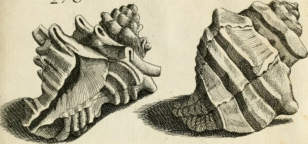 An illustration from Recreatio mentis, et oculi in observatione animalium testaceorum Italico sermone primum proposita ... nunc ... Latine oblata centum additis testaceorum iconibus .., 1684, leaf 491