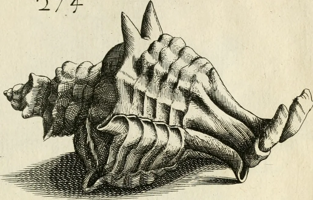 An illustration from Recreatio mentis, et oculi in observatione animalium testaceorum Italico sermone primum proposita ... nunc ... Latine oblata centum additis testaceorum iconibus .., 1684, leaf 493