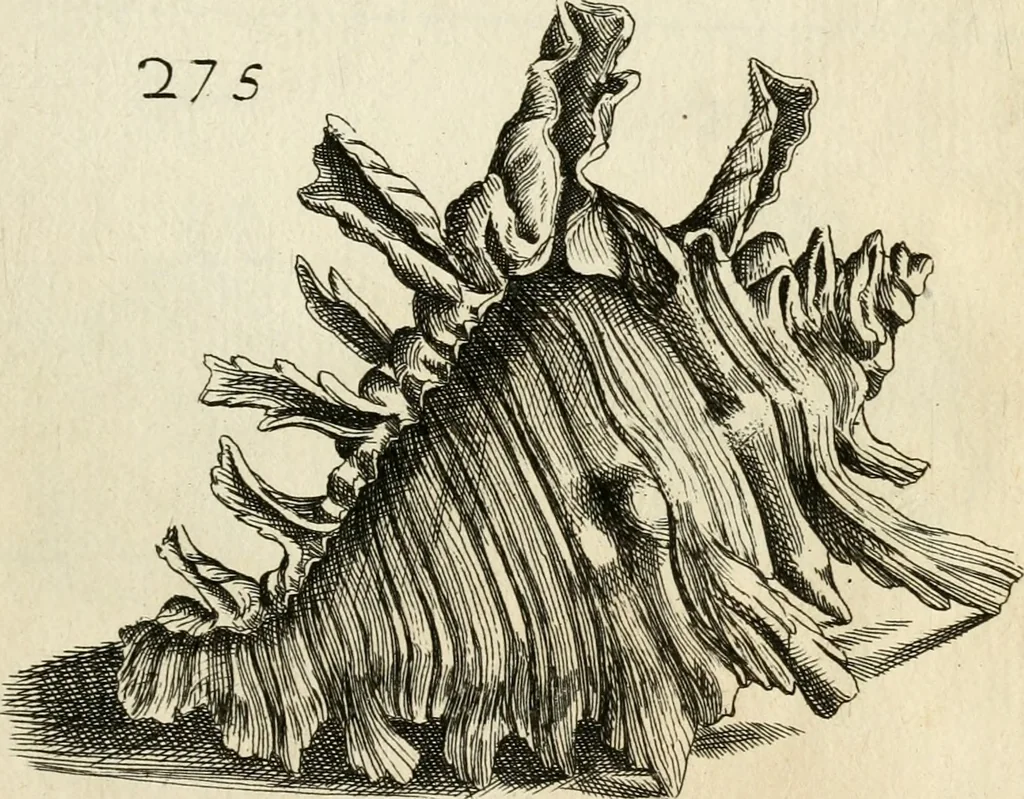 An illustration from Recreatio mentis, et oculi in observatione animalium testaceorum Italico sermone primum proposita ... nunc ... Latine oblata centum additis testaceorum iconibus .., 1684, leaf 493