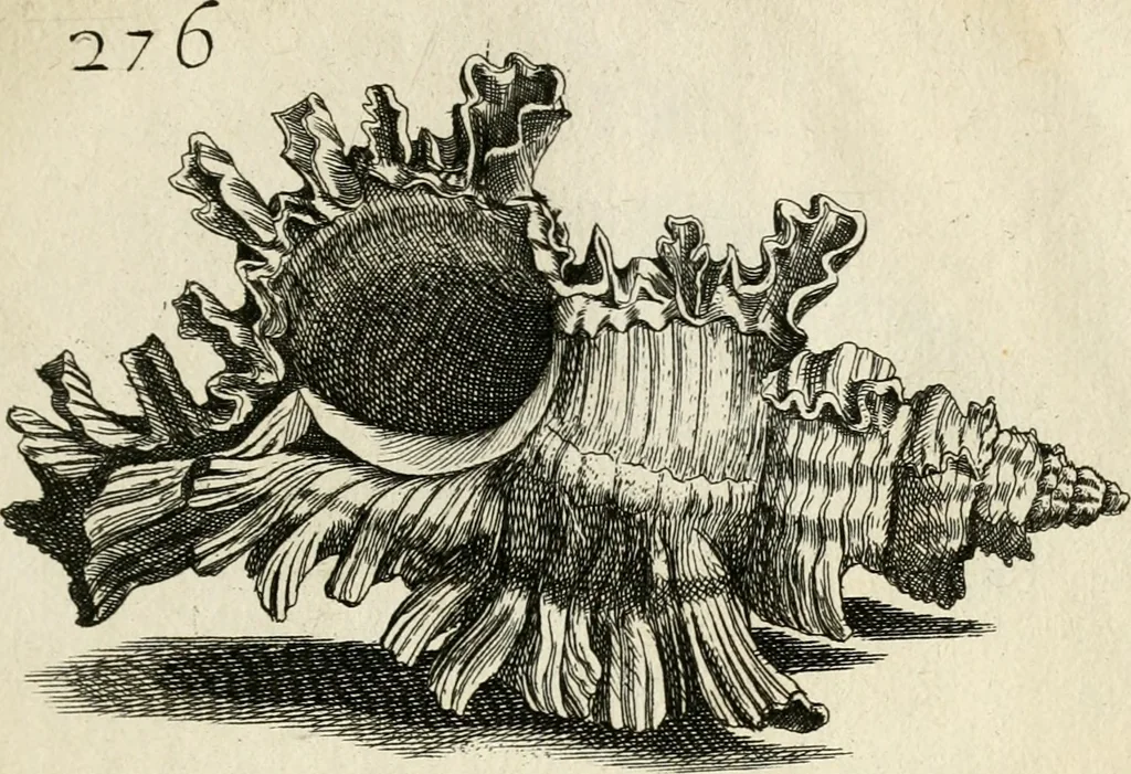 An illustration from Recreatio mentis, et oculi in observatione animalium testaceorum Italico sermone primum proposita ... nunc ... Latine oblata centum additis testaceorum iconibus .., 1684, leaf 495