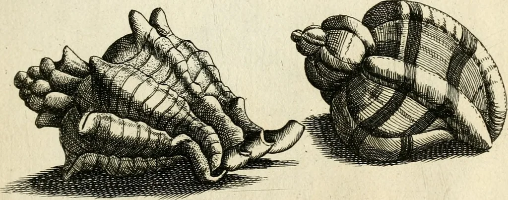 An illustration from Recreatio mentis, et oculi in observatione animalium testaceorum Italico sermone primum proposita ... nunc ... Latine oblata centum additis testaceorum iconibus .., 1684, leaf 495