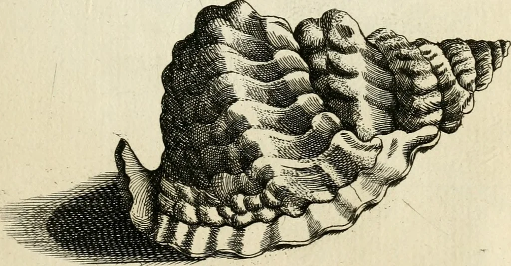 An illustration from Recreatio mentis, et oculi in observatione animalium testaceorum Italico sermone primum proposita ... nunc ... Latine oblata centum additis testaceorum iconibus .., 1684, leaf 497