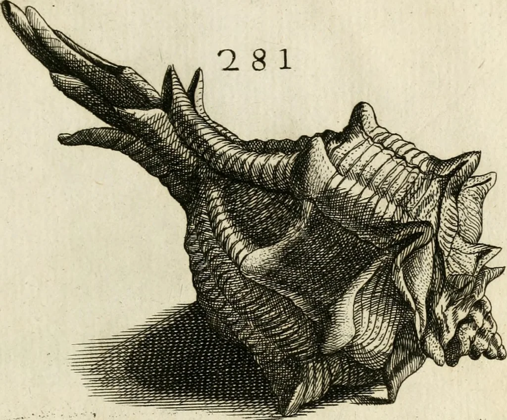 An illustration from Recreatio mentis, et oculi in observatione animalium testaceorum Italico sermone primum proposita ... nunc ... Latine oblata centum additis testaceorum iconibus .., 1684, leaf 499