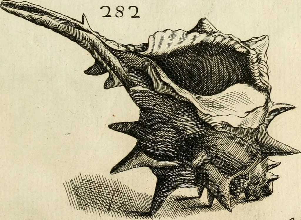 An illustration from Recreatio mentis, et oculi in observatione animalium testaceorum Italico sermone primum proposita ... nunc ... Latine oblata centum additis testaceorum iconibus .., 1684, leaf 499