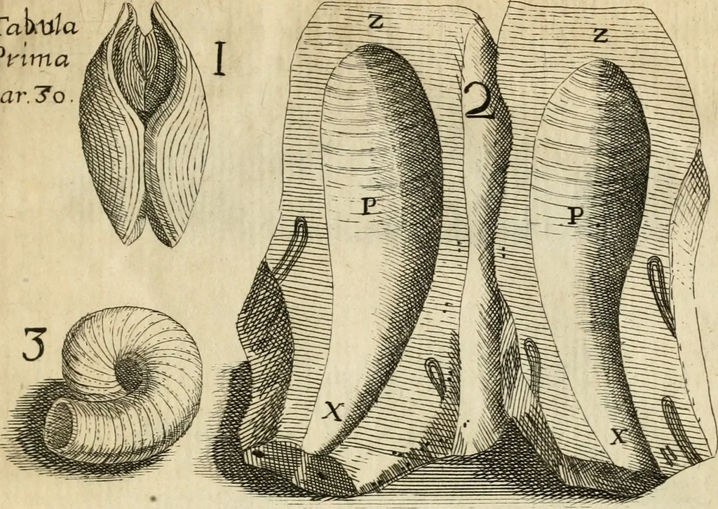 An illustration from Recreatio mentis, et oculi in observatione animalium testaceorum Italico sermone primum proposita ... nunc ... Latine oblata centum additis testaceorum iconibus .., 1684, leaf 50