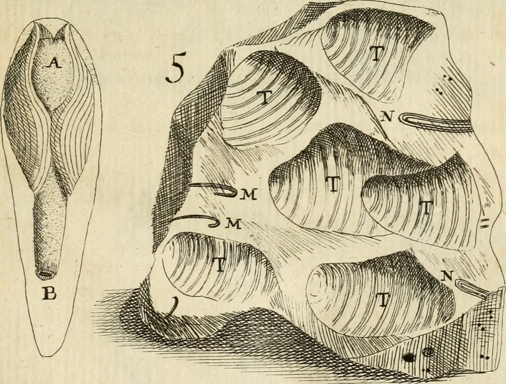 An illustration from Recreatio mentis, et oculi in observatione animalium testaceorum Italico sermone primum proposita ... nunc ... Latine oblata centum additis testaceorum iconibus .., 1684, leaf 50