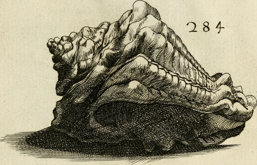 An illustration from Recreatio mentis, et oculi in observatione animalium testaceorum Italico sermone primum proposita ... nunc ... Latine oblata centum additis testaceorum iconibus .., 1684, leaf 501