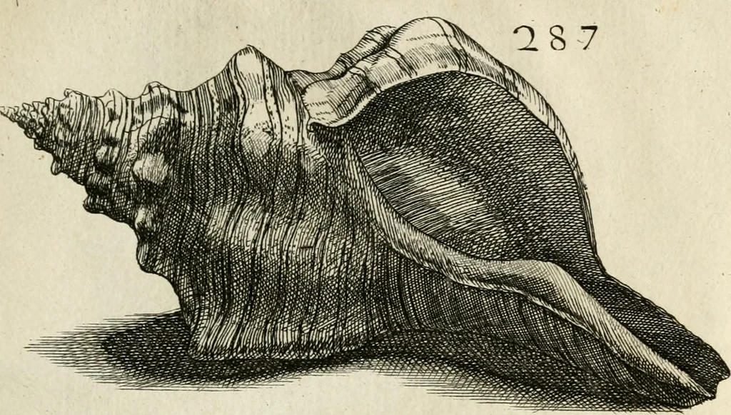 An illustration from Recreatio mentis, et oculi in observatione animalium testaceorum Italico sermone primum proposita ... nunc ... Latine oblata centum additis testaceorum iconibus .., 1684, leaf 505