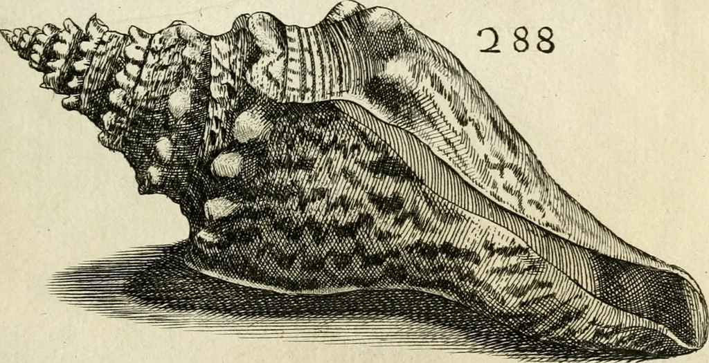 An illustration from Recreatio mentis, et oculi in observatione animalium testaceorum Italico sermone primum proposita ... nunc ... Latine oblata centum additis testaceorum iconibus .., 1684, leaf 505