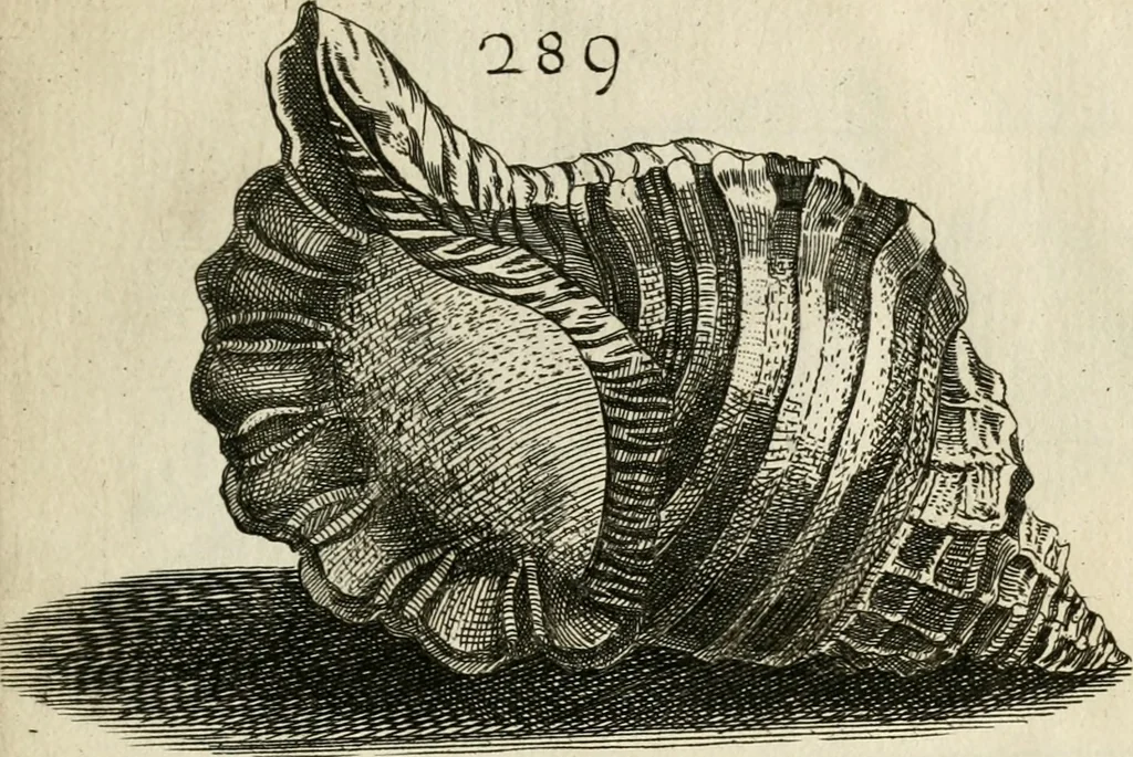 An illustration from Recreatio mentis, et oculi in observatione animalium testaceorum Italico sermone primum proposita ... nunc ... Latine oblata centum additis testaceorum iconibus .., 1684, leaf 507