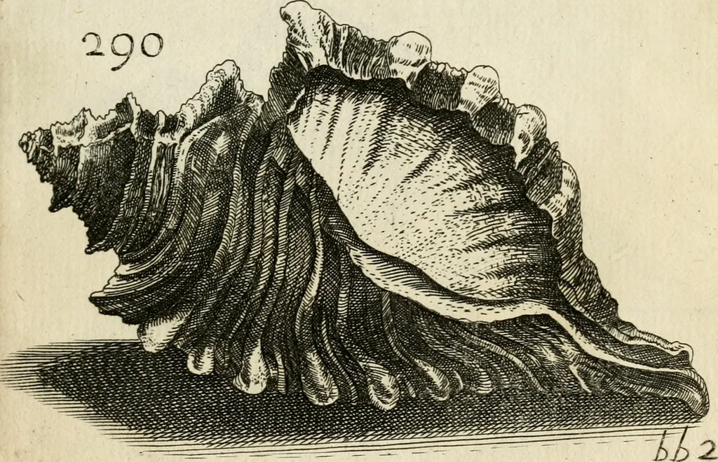 An illustration from Recreatio mentis, et oculi in observatione animalium testaceorum Italico sermone primum proposita ... nunc ... Latine oblata centum additis testaceorum iconibus .., 1684, leaf 507