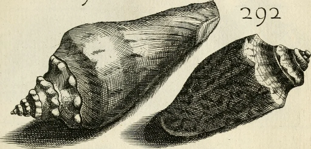 An illustration from Recreatio mentis, et oculi in observatione animalium testaceorum Italico sermone primum proposita ... nunc ... Latine oblata centum additis testaceorum iconibus .., 1684, leaf 509