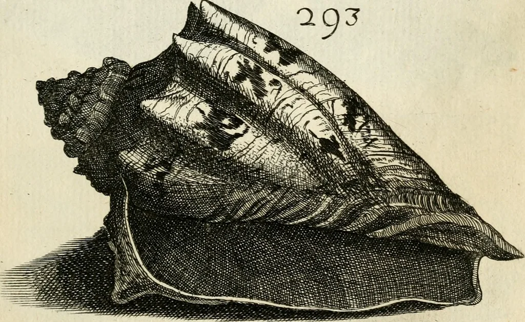 An illustration from Recreatio mentis, et oculi in observatione animalium testaceorum Italico sermone primum proposita ... nunc ... Latine oblata centum additis testaceorum iconibus .., 1684, leaf 509