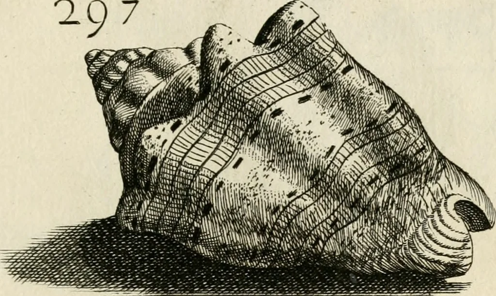 An illustration from Recreatio mentis, et oculi in observatione animalium testaceorum Italico sermone primum proposita ... nunc ... Latine oblata centum additis testaceorum iconibus .., 1684, leaf 513