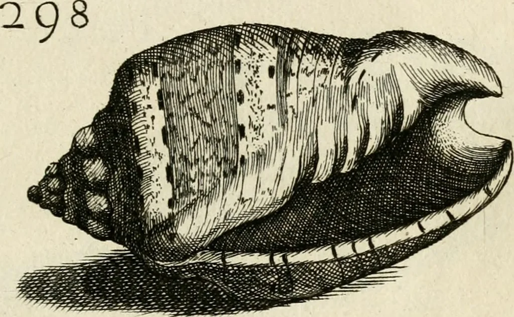 An illustration from Recreatio mentis, et oculi in observatione animalium testaceorum Italico sermone primum proposita ... nunc ... Latine oblata centum additis testaceorum iconibus .., 1684, leaf 513