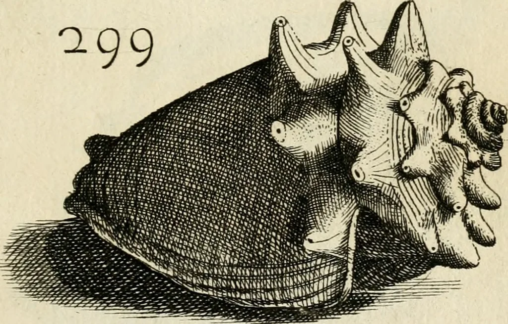 An illustration from Recreatio mentis, et oculi in observatione animalium testaceorum Italico sermone primum proposita ... nunc ... Latine oblata centum additis testaceorum iconibus .., 1684, leaf 513