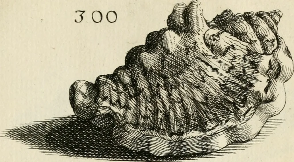 An illustration from Recreatio mentis, et oculi in observatione animalium testaceorum Italico sermone primum proposita ... nunc ... Latine oblata centum additis testaceorum iconibus .., 1684, leaf 515