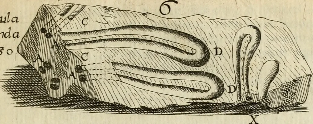 An illustration from Recreatio mentis, et oculi in observatione animalium testaceorum Italico sermone primum proposita ... nunc ... Latine oblata centum additis testaceorum iconibus .., 1684, leaf 52