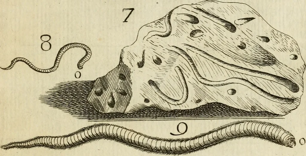 An illustration from Recreatio mentis, et oculi in observatione animalium testaceorum Italico sermone primum proposita ... nunc ... Latine oblata centum additis testaceorum iconibus .., 1684, leaf 52