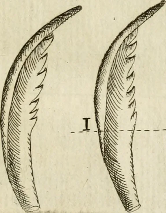 An illustration from Recreatio mentis, et oculi in observatione animalium testaceorum Italico sermone primum proposita ... nunc ... Latine oblata centum additis testaceorum iconibus .., 1684, leaf 52