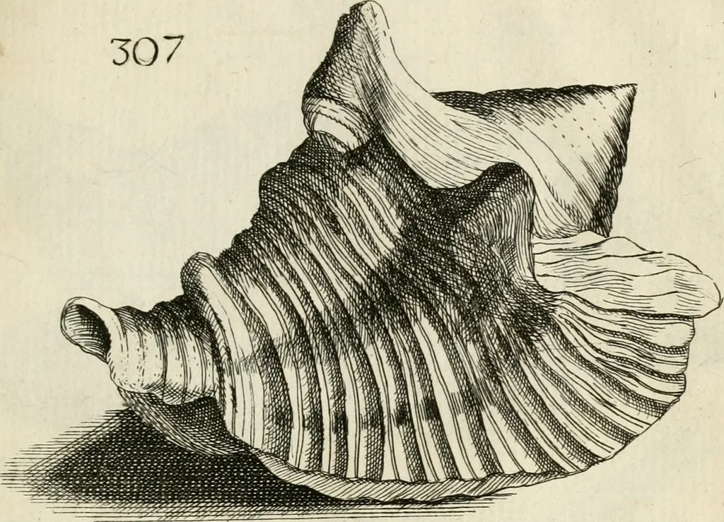 An illustration from Recreatio mentis, et oculi in observatione animalium testaceorum Italico sermone primum proposita ... nunc ... Latine oblata centum additis testaceorum iconibus .., 1684, leaf 521
