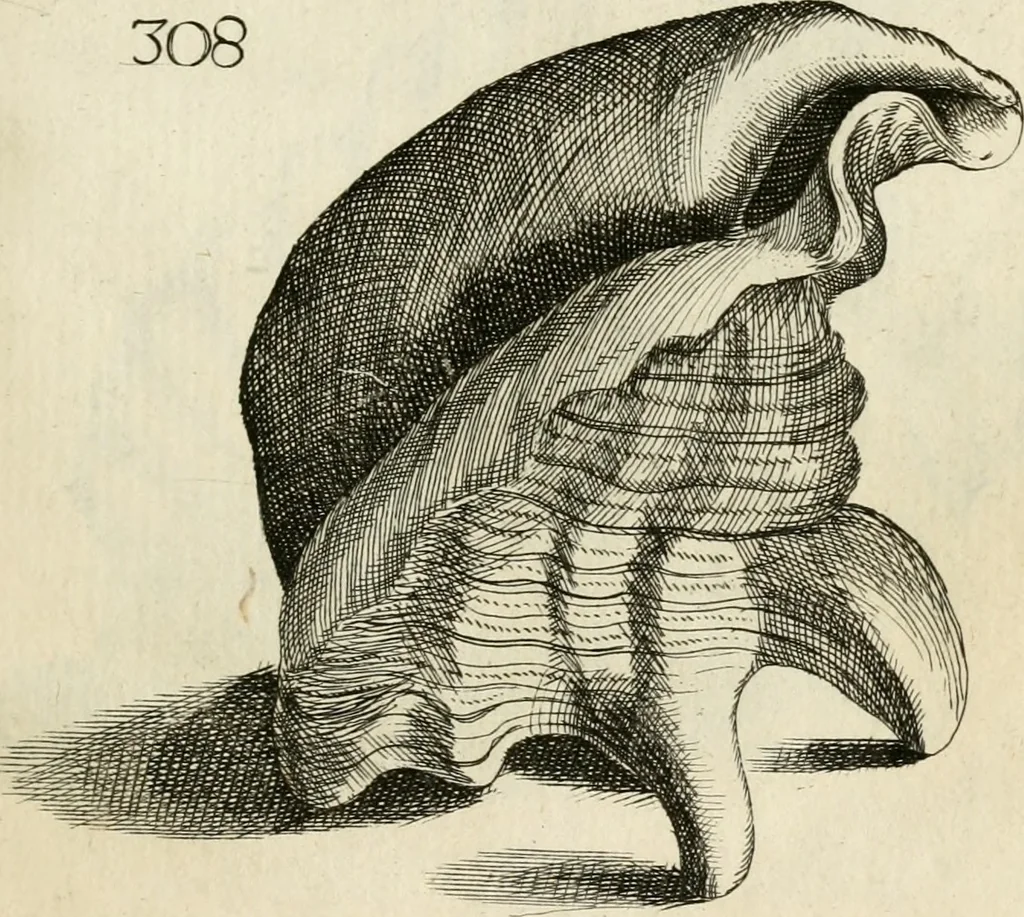 An illustration from Recreatio mentis, et oculi in observatione animalium testaceorum Italico sermone primum proposita ... nunc ... Latine oblata centum additis testaceorum iconibus .., 1684, leaf 521