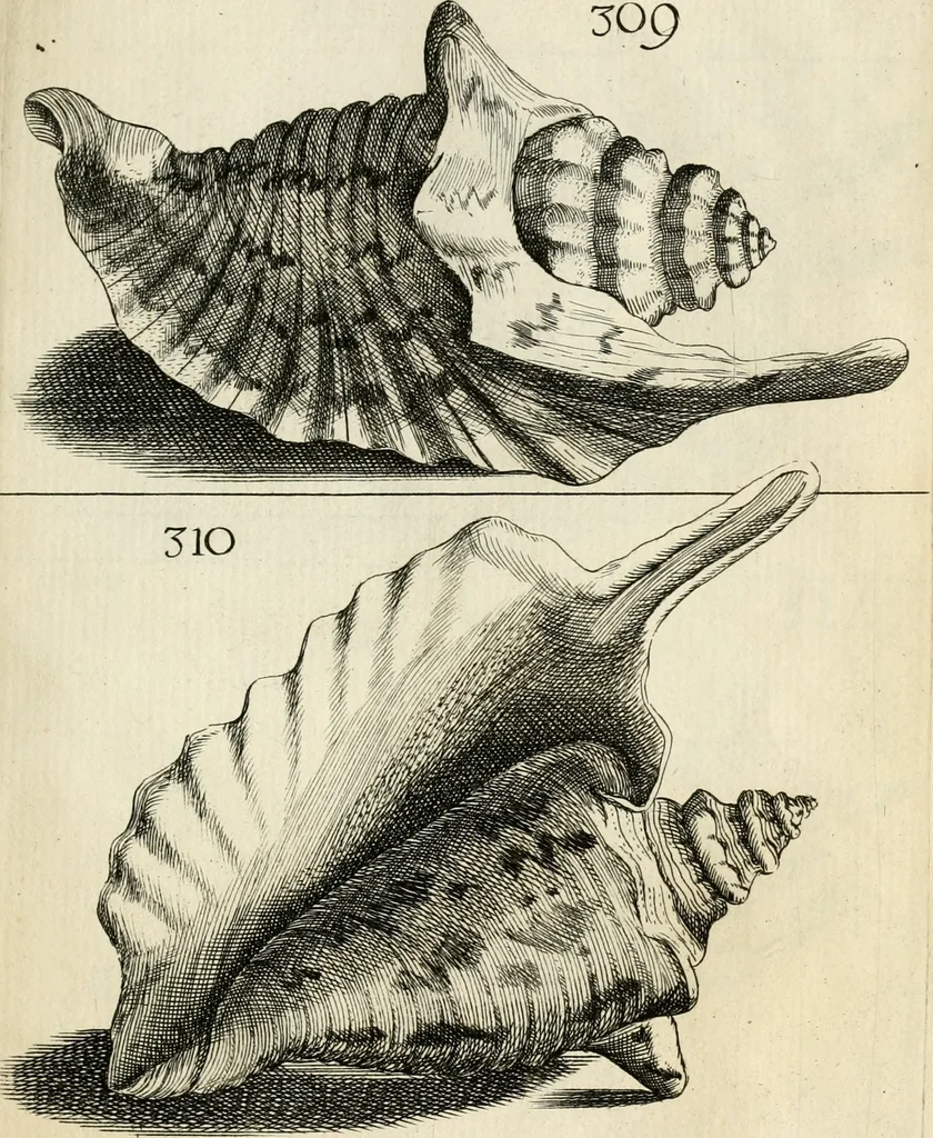 An illustration from Recreatio mentis, et oculi in observatione animalium testaceorum Italico sermone primum proposita ... nunc ... Latine oblata centum additis testaceorum iconibus .., 1684, leaf 523