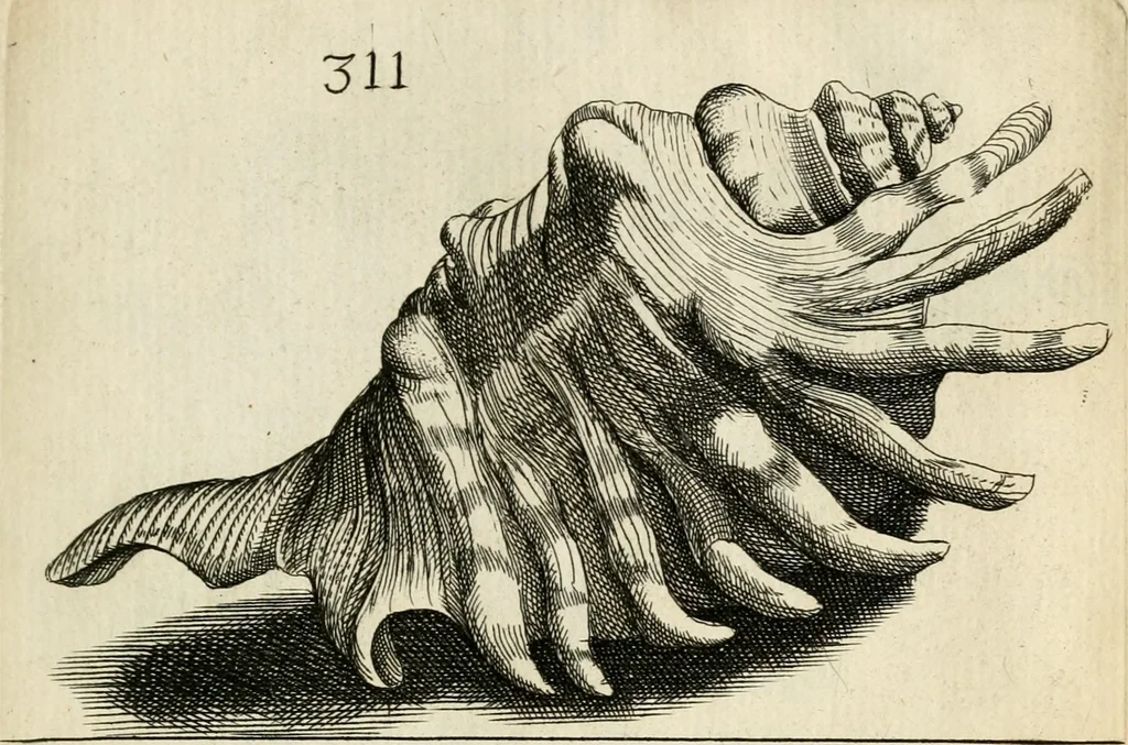 An illustration from Recreatio mentis, et oculi in observatione animalium testaceorum Italico sermone primum proposita ... nunc ... Latine oblata centum additis testaceorum iconibus .., 1684, leaf 525