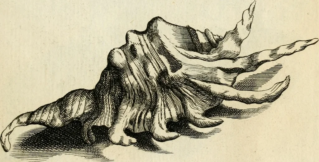An illustration from Recreatio mentis, et oculi in observatione animalium testaceorum Italico sermone primum proposita ... nunc ... Latine oblata centum additis testaceorum iconibus .., 1684, leaf 525