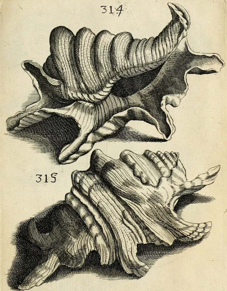 An illustration from Recreatio mentis, et oculi in observatione animalium testaceorum Italico sermone primum proposita ... nunc ... Latine oblata centum additis testaceorum iconibus .., 1684, leaf 527