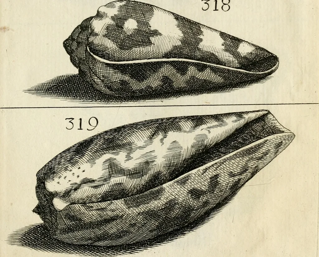 An illustration from Recreatio mentis, et oculi in observatione animalium testaceorum Italico sermone primum proposita ... nunc ... Latine oblata centum additis testaceorum iconibus .., 1684, leaf 529