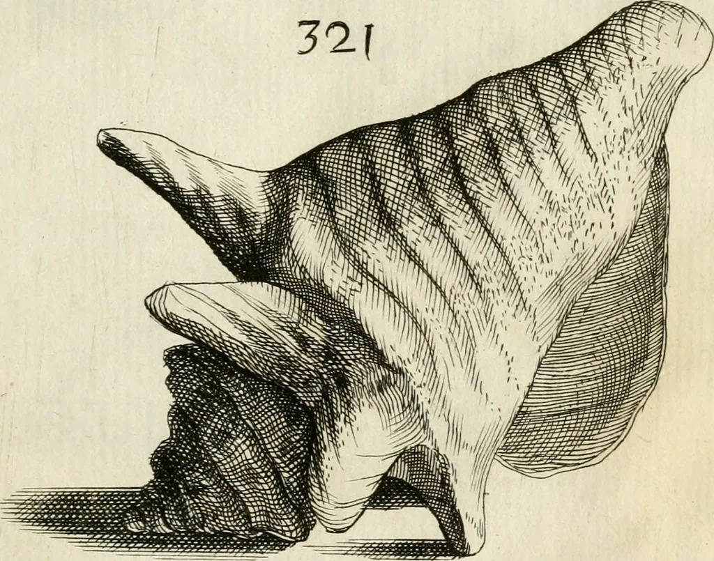 An illustration from Recreatio mentis, et oculi in observatione animalium testaceorum Italico sermone primum proposita ... nunc ... Latine oblata centum additis testaceorum iconibus .., 1684, leaf 531