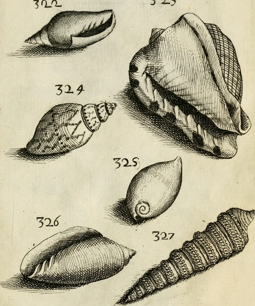 An illustration from Recreatio mentis, et oculi in observatione animalium testaceorum Italico sermone primum proposita ... nunc ... Latine oblata centum additis testaceorum iconibus .., 1684, leaf 533