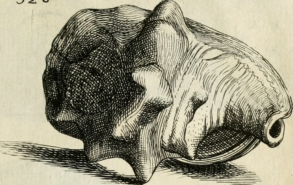 An illustration from Recreatio mentis, et oculi in observatione animalium testaceorum Italico sermone primum proposita ... nunc ... Latine oblata centum additis testaceorum iconibus .., 1684, leaf 535