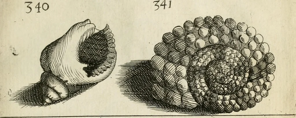 An illustration from Recreatio mentis, et oculi in observatione animalium testaceorum Italico sermone primum proposita ... nunc ... Latine oblata centum additis testaceorum iconibus .., 1684, leaf 541