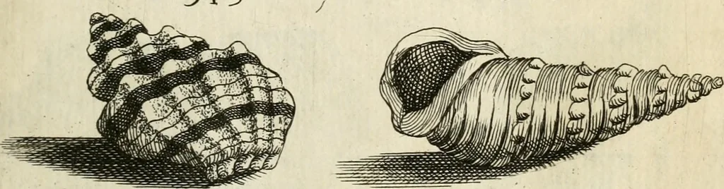 An illustration from Recreatio mentis, et oculi in observatione animalium testaceorum Italico sermone primum proposita ... nunc ... Latine oblata centum additis testaceorum iconibus .., 1684, leaf 541