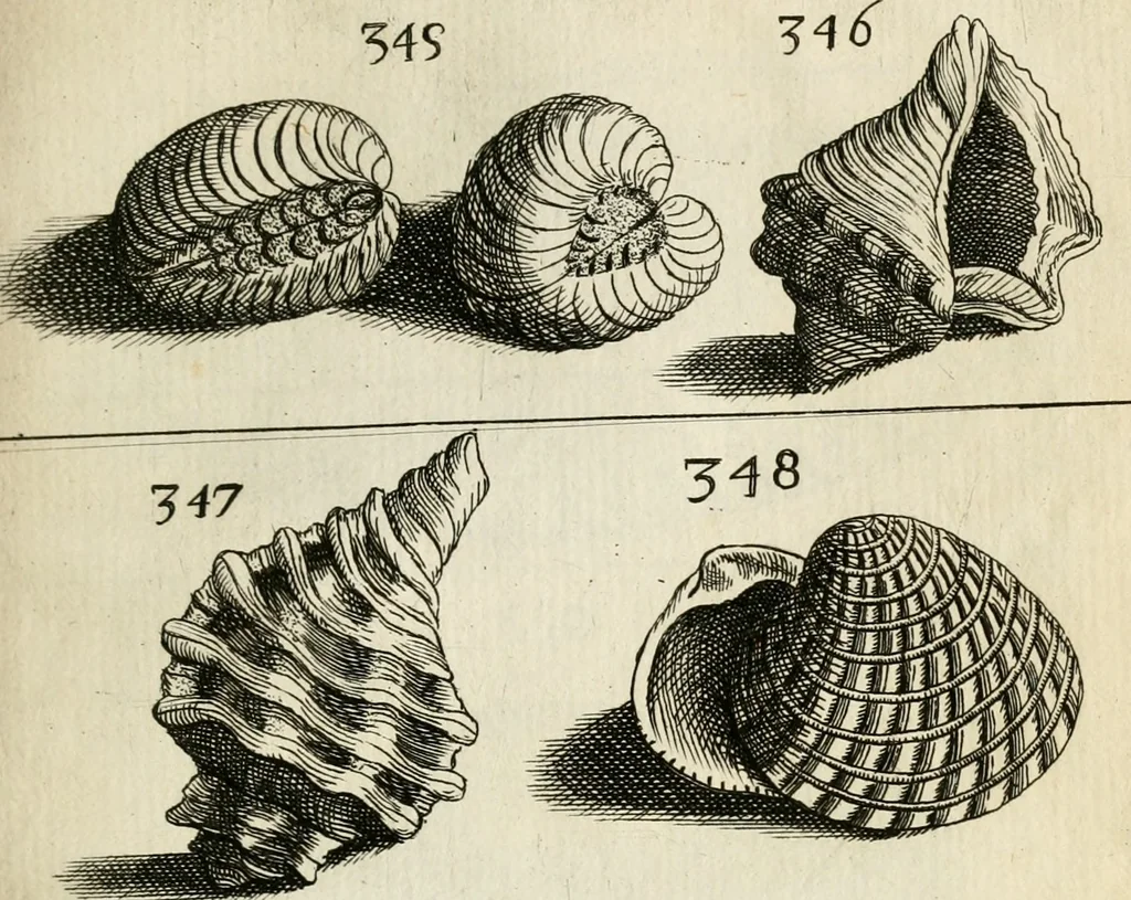 An illustration from Recreatio mentis, et oculi in observatione animalium testaceorum Italico sermone primum proposita ... nunc ... Latine oblata centum additis testaceorum iconibus .., 1684, leaf 543