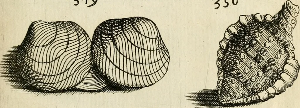 An illustration from Recreatio mentis, et oculi in observatione animalium testaceorum Italico sermone primum proposita ... nunc ... Latine oblata centum additis testaceorum iconibus .., 1684, leaf 543