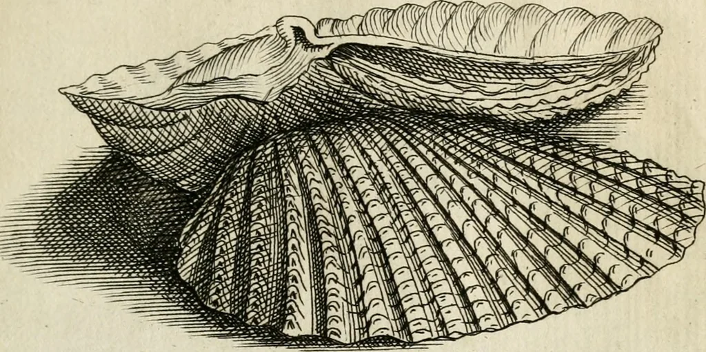 An illustration from Recreatio mentis, et oculi in observatione animalium testaceorum Italico sermone primum proposita ... nunc ... Latine oblata centum additis testaceorum iconibus .., 1684, leaf 545