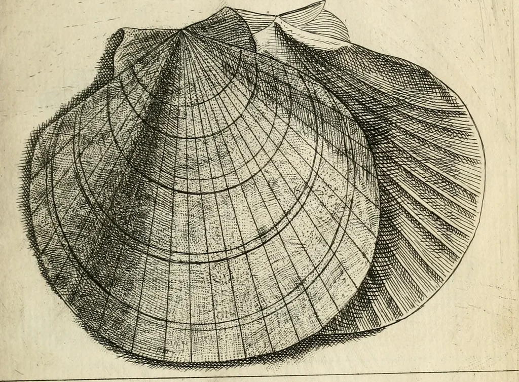 An illustration from Recreatio mentis, et oculi in observatione animalium testaceorum Italico sermone primum proposita ... nunc ... Latine oblata centum additis testaceorum iconibus .., 1684, leaf 547