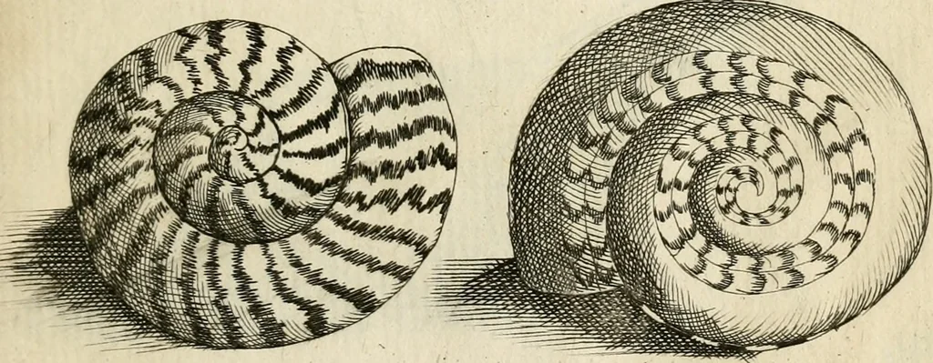 An illustration from Recreatio mentis, et oculi in observatione animalium testaceorum Italico sermone primum proposita ... nunc ... Latine oblata centum additis testaceorum iconibus .., 1684, leaf 547
